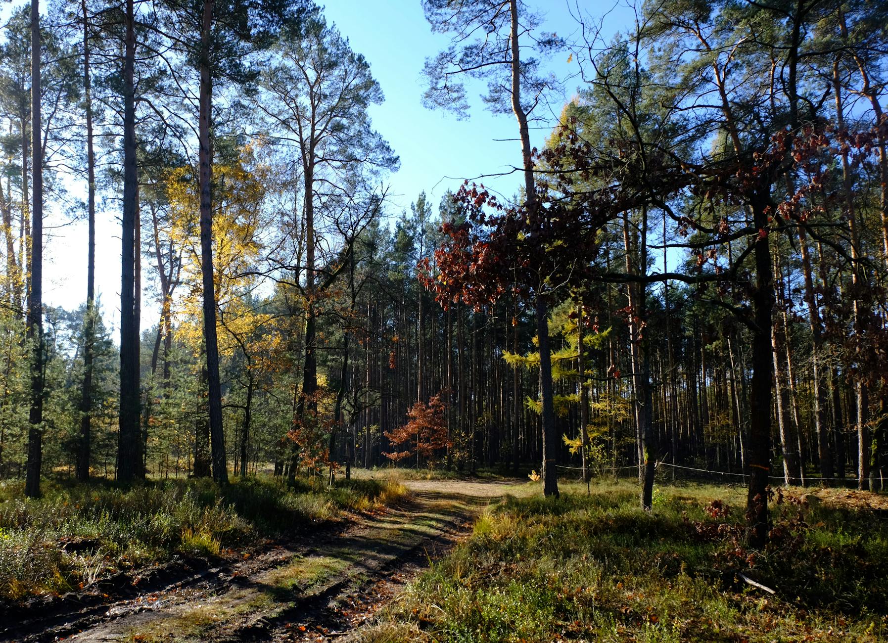 Zagłębie Sosnowiec przegrywa z Świtem Szczecin – analiza meczu