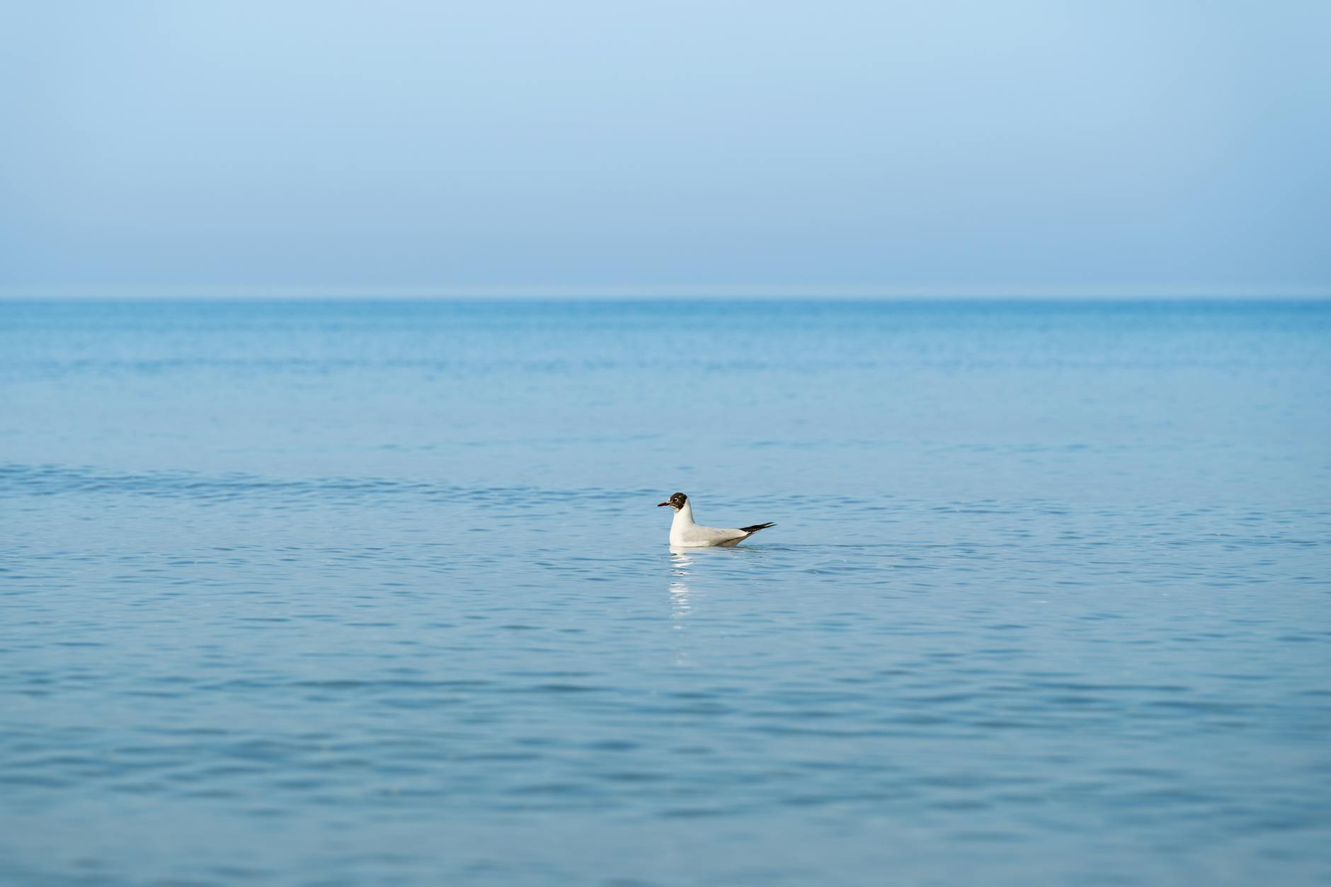 Policjanci prowadzący lekcję o zagrożeniach alkoholowych w szkole w Sosnowcu